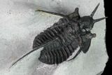 Devil Horned Cyphaspis Walteri Trilobite #164507-4